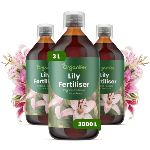 Organifer Lilien-Dünger, organisches Düngerkonzentrat, drei Flaschen zu je 3 Liter für 3000 Liter Gießwasser.