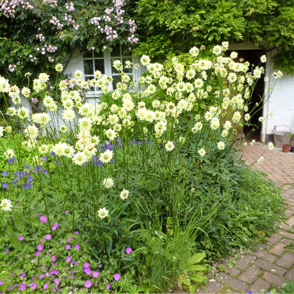 Garten mit Scabiosa ochroleuca vor einem Haus