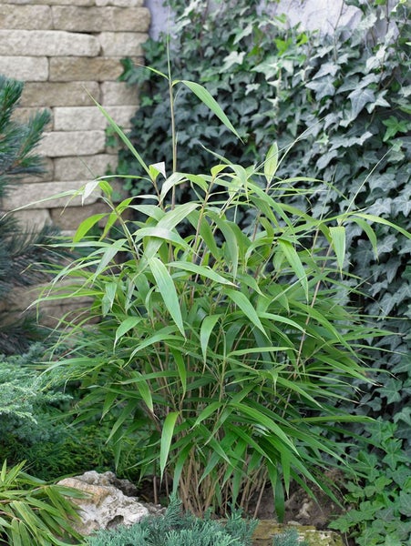 Pseudosasa japonica, Japanischer Pfeilbambus, 150–175 cm