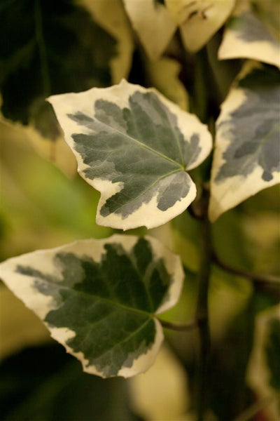 Hedera algeriensis 'Gloire de Marengo', Efeu, grün-weiß, 40–60 cm