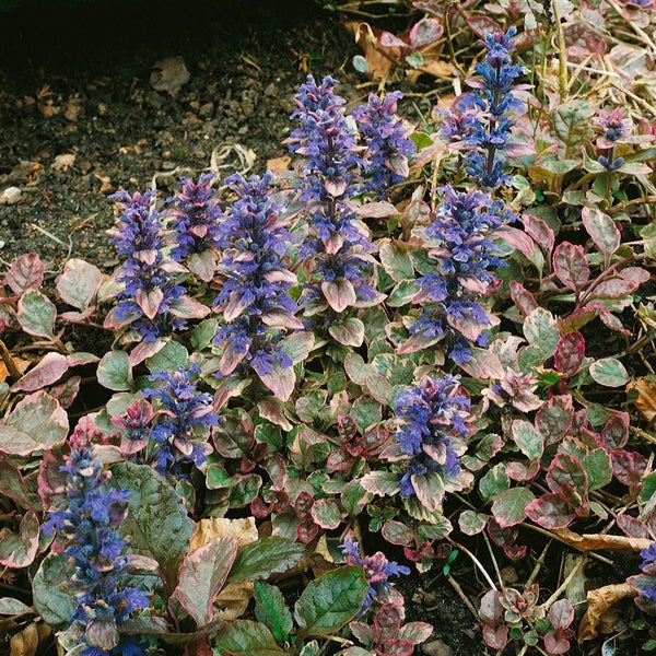 Ajuga reptans 'Burgundy Glow', Günsel, buntes Laub, ca. 9x9 cm Topf