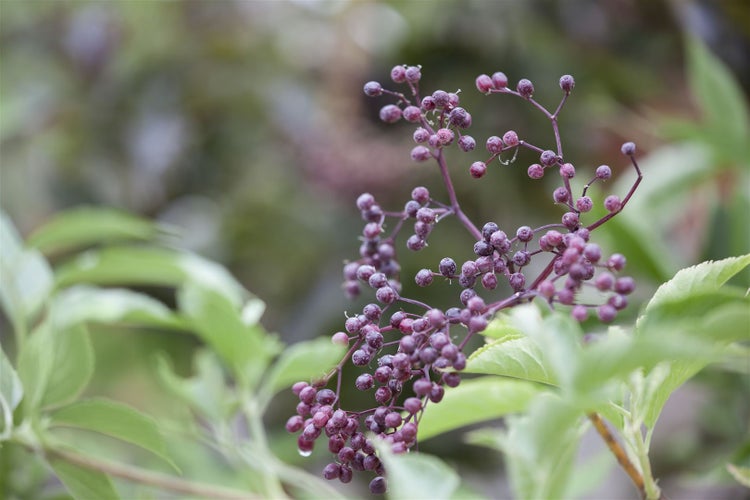 Sambucus nigra, Schwarzer Holunder, 60–100 cm
