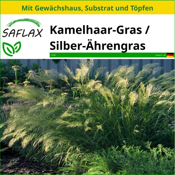 SAFLAX Anzucht Set - Kamelhaar-Gras / Silber-Ährengras - Stipa calamagrostis - 50 Samen - Mit Mini-Gewächshaus, Anzuchtsubstrat und 2 Töpfen