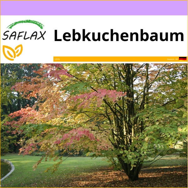 SAFLAX  - Lebkuchenbaum - Cercidiphyllum japonicum - 200 Samen