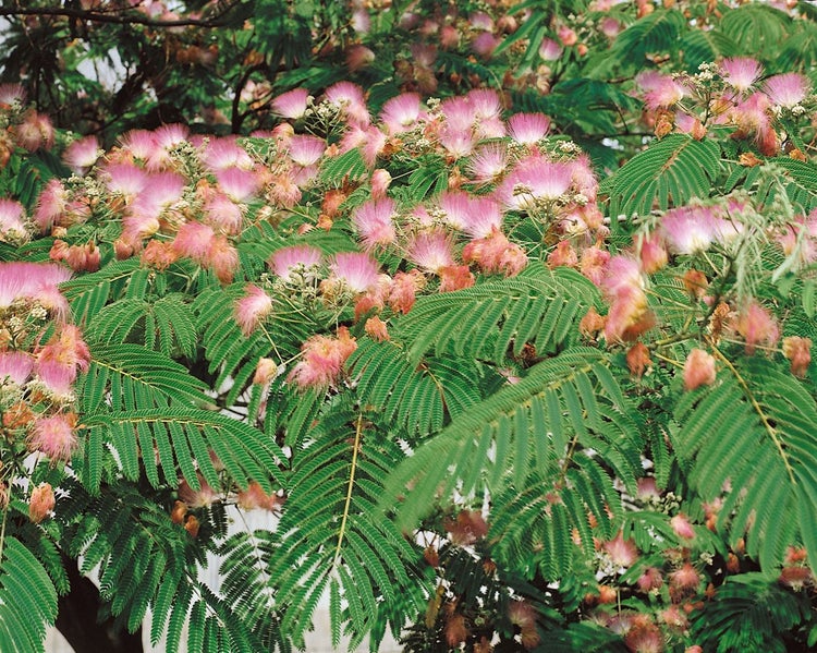 Nahaufnahme eines blühenden Schlafbaums mit gefiederten Blättern und rosa Blüten