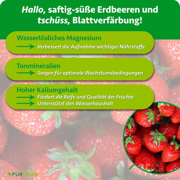 Infografik für Purgrün Erdbeerdünger mit Wirkungsweise von Magnesium, Tonmineralien und Kalium für gesundes Erdbeerwachstum.