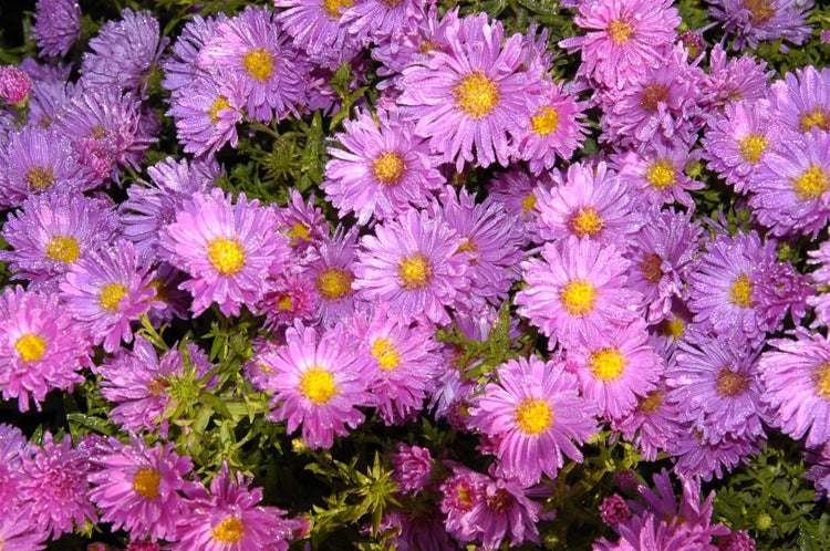 Aster alpinus 'Happy End', Alpenaster, rosa, ca. 9x9 cm Topf