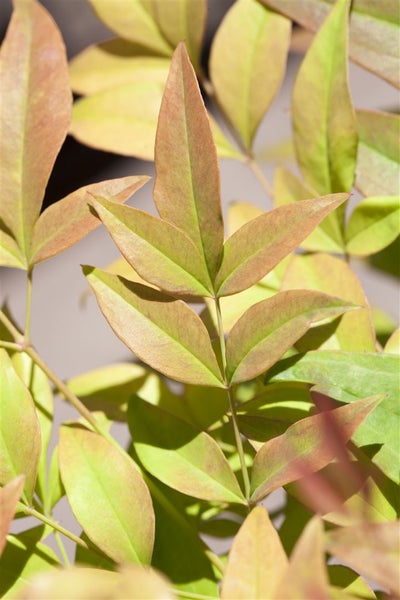 Nandina domestica, Himmelsbambus, immergrün, 30–40 cm