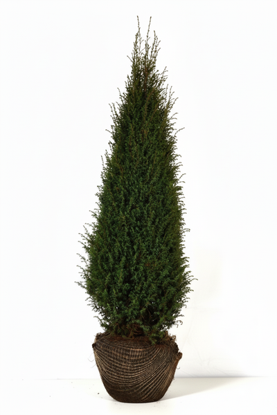 Säulenzypresse im Topf