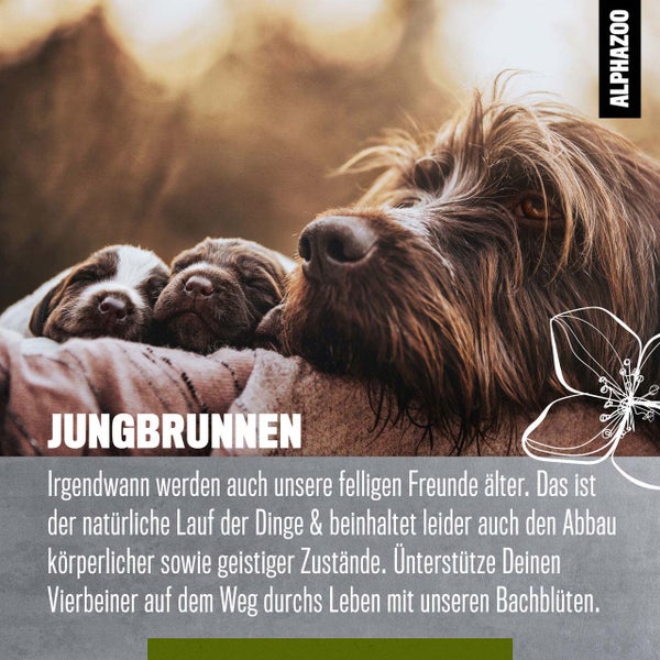 ALPHAZOO Jungbrunnen Bachblüten 15g, Globuli für Hunde und Katzen