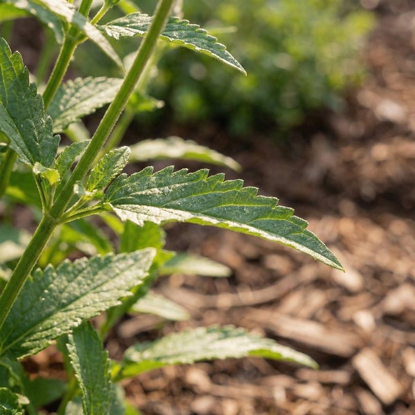 Nahaufnahme einer grünen Pflanze mit gezackten Blättern und behaarten Stielen in einem Garten mit Rindenmulch.