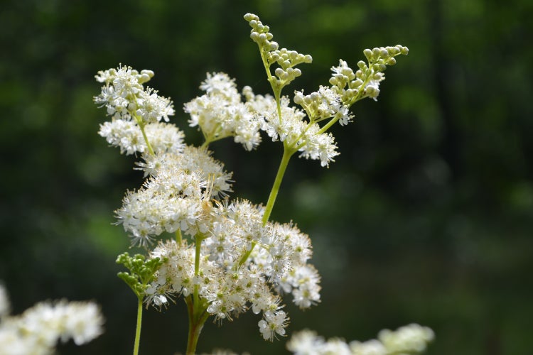 SAFLAX Geschenk Set - Echtes Mädesüß - Filipendula ulmaria - 500 Samen - Mit Geschenkbox, Versandaufkleber, Geschenkkarte und Anzuchtsubstrat