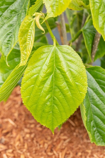 Morus alba 'Giant Fruit', Maulbeere, große Früchte, 50–60 cm