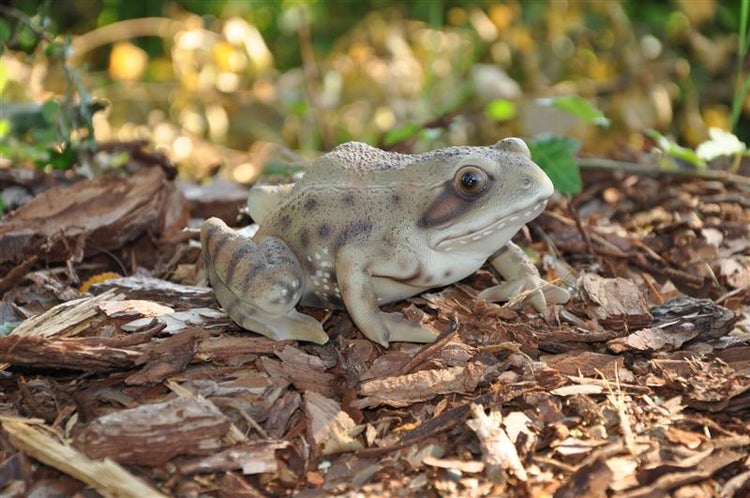 Gartenfigur Teichfigur Dekofigur Frosch