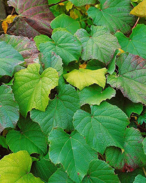 Vitis vinifera coignetiae, Zierwein, 60100 cm | HORNBACH