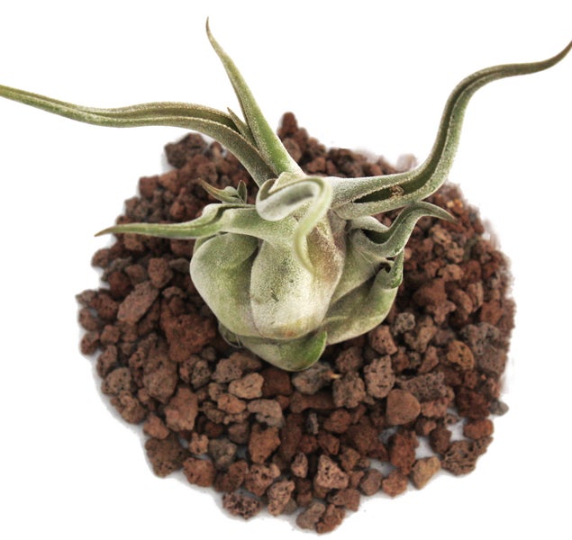 Tillandsia caput-medusae - lose Pflanze - gross