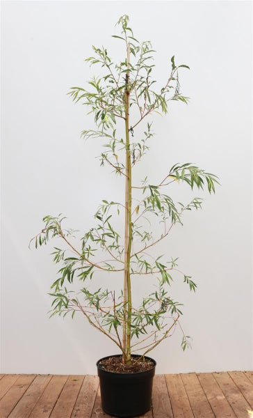 Salix alba 'Tristis', Trauerweide, 125–150 cm