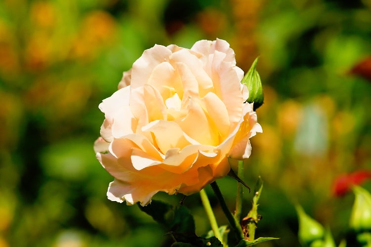 SAFLAX  - Stockrosen - Mix - Alcea rosea - 100 Samen - Mit keimfreiem Anzuchtsubstrat