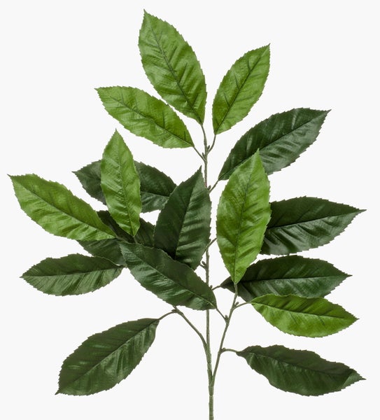 Grüne Blätter mit gezacktem Rand an einem Zweig.