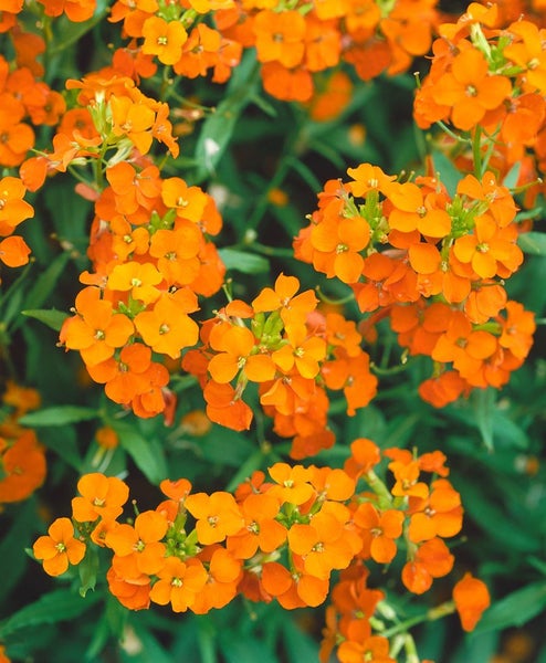 Erysimum x allionii, Goldlack, orange, ca. 9x9 cm Topf