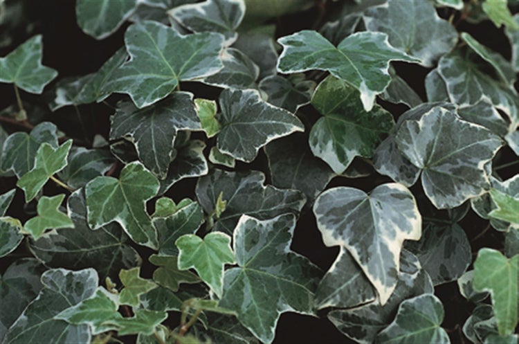 Hedera helix 'Glacier', Efeu, grün-weiß, 60–80 cm