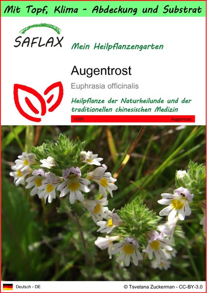 SAFLAX Garden to go - Augentrost - Euphrasia officinalis - 200 Samen - Mit Topf, Klima - Deckel und Anzuchtsubstrat