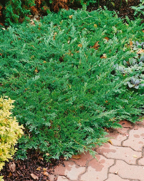 Bodendeckerwacholder im Gartenbeet