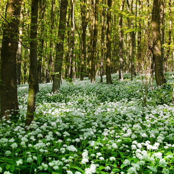 Blühender Bärlauch flächendeckend auf einem hellen Laubwaldboden.