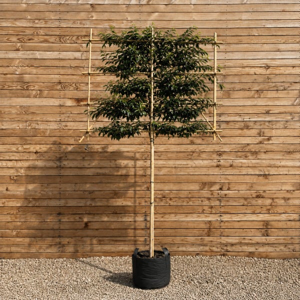 Ein als Formgehölz erzogener Spalierbaum mit quadratischer Krone und Bambusgerüst in einem schwarzen Pflanzkübel vor einer Holzwand.