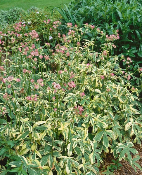Großblütige Sterndolde im Gartenbeet