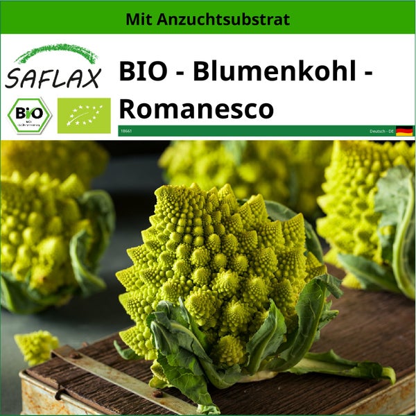 SAFLAX  - BIO - Blumenkohl - Romanesco - Brassica oleracea var. Botrytis - 50 Samen - Mit keimfreiem Anzuchtsubstrat