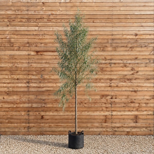 Schlanker Hochstammbaum mit schmalen, lanzettlichen Blättern in einem schwarzen Pflanzgefäß vor einer Holzlattenwand.