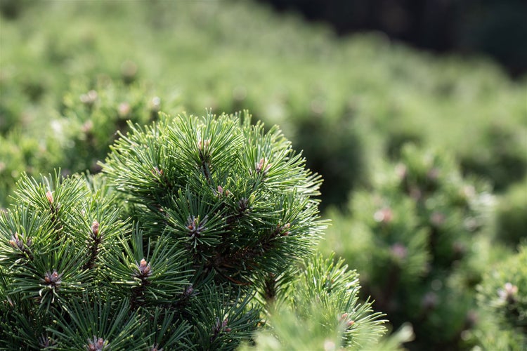 Pinus uncinata 'Heideperle', Berg-Kiefer, kompakt, 20–25 cm