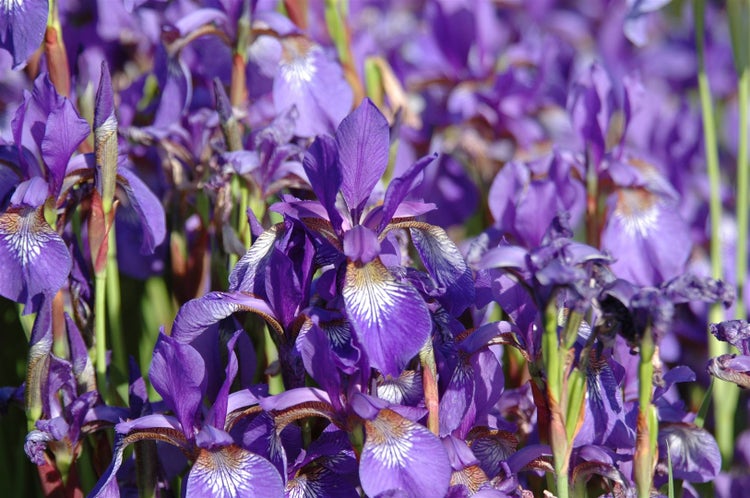 Iris setosa, Sibirische Schwertlilie, blauviolett, ca. 9x9 cm Topf
