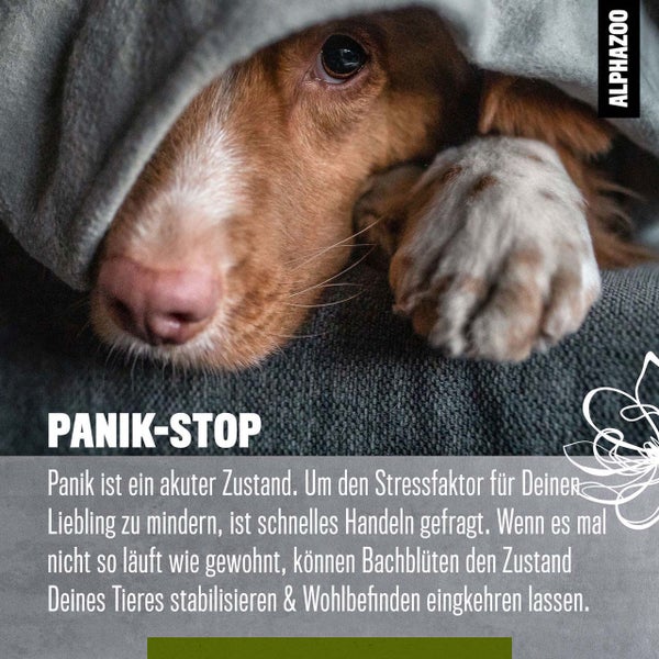 ALPHAZOO Panik Stop Bachblüten 15g für Hunde und Katzen I Rescue Tropfen Globuli