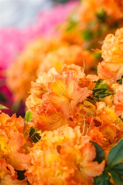 Rhododendron luteum 'Gibraltar', gelb-orange, 40–50 cm