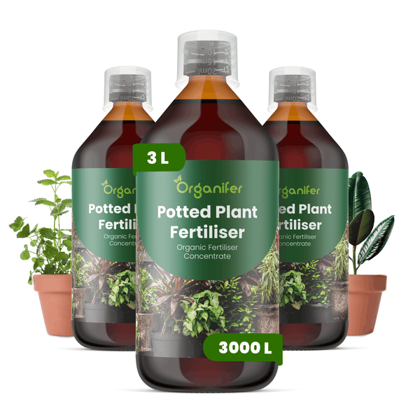 Organifer Bio-Zimmerpflanzendünger Konzentrat, 3 Liter Set für circa 3000 Liter Gießwasser, drei Flaschen mit Messkappe.