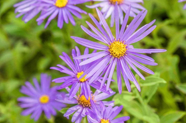 Aster x frikartii 'Mönch', lavendelblau, ca. 9x9 cm Topf