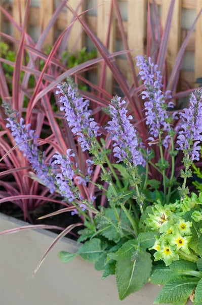 Blumenbeet mit Lavendel und Zierpflanzen vor Holzzaun