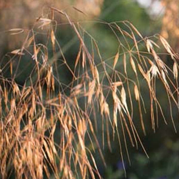 Nahaufnahme von Ziergras im Garten