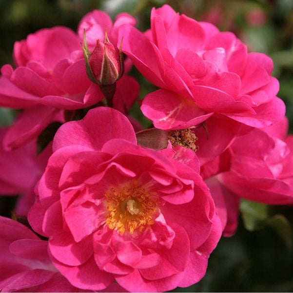 Nahaufnahme einer Gruppe von pinkfarbenen Rosenblüten