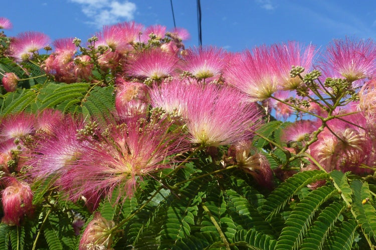 SAFLAX Garden to go - Schlafbaum - Albizia julibrissin - 50 Samen - Mit Topf, Klima - Deckel und Anzuchtsubstrat
