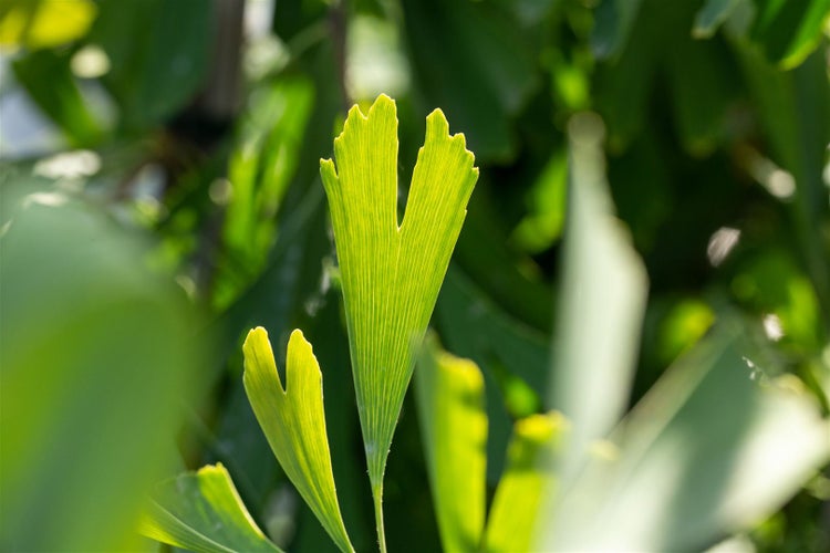 Nahaufnahme eines Ginkgoblattes