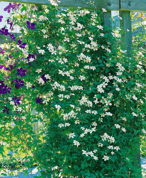 Clematis viticella 'Huldine', Waldrebe, weiß, 100–150 cm
