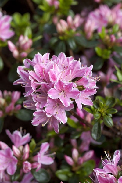 Rhododendron obt. 'Kermesina Rose', rosa Blüten, 30–40 cm