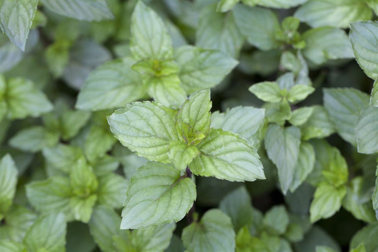 Mentha x piperita 'Chocolate', Schokoladenminze, ca. 9x9 cm Topf