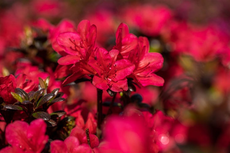 Nahaufnahme von Azaleenblüten