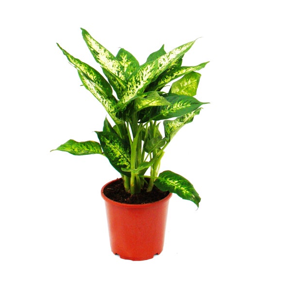 Dieffenbachia compacta - 17cm Topf