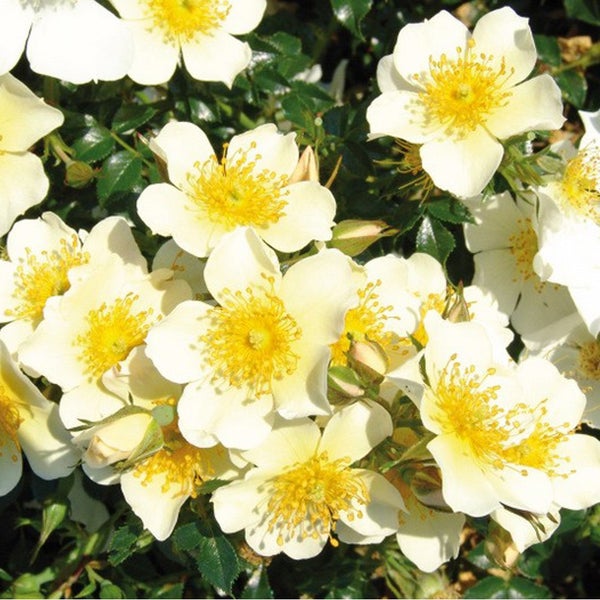 Blütenmeer einer Strauchrose