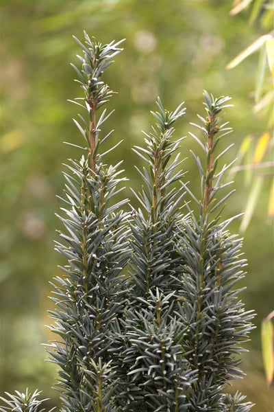 Taxus baccata 'Fastigiata Robusta', Säuleneibe, 30–40 cm